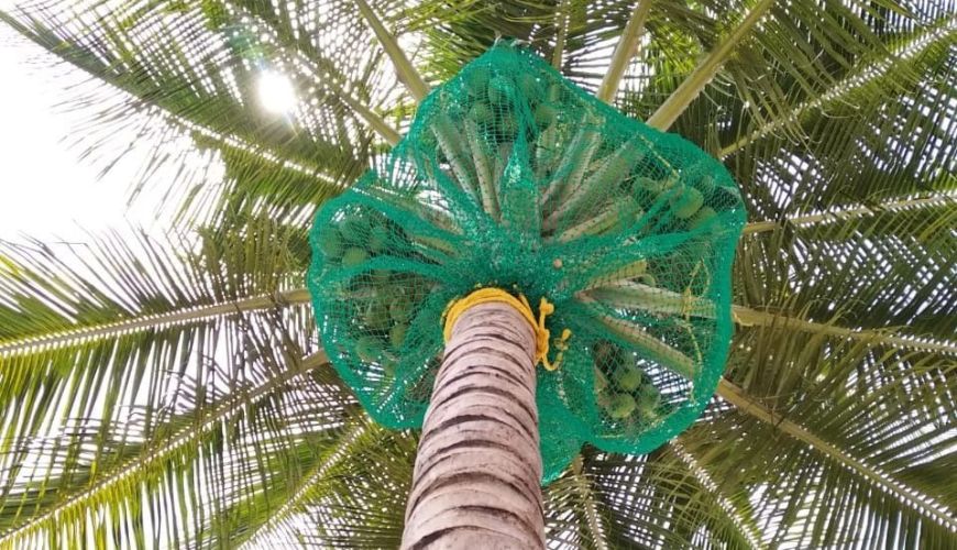 Coconut Tree Nets